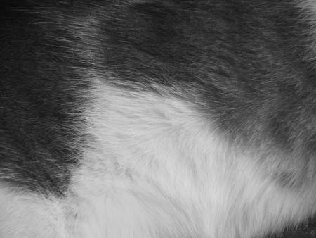 fur cat background textureの写真素材