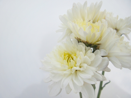 white flowersの写真素材