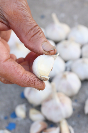 Garlicの写真素材