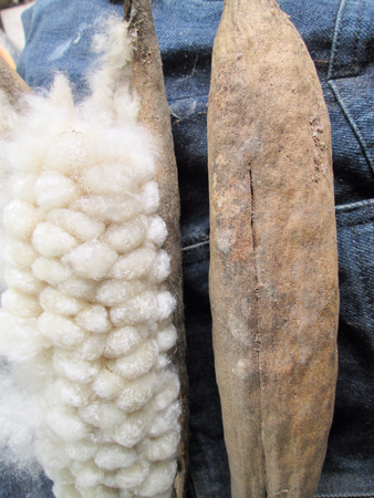 cotton on jeansの写真素材