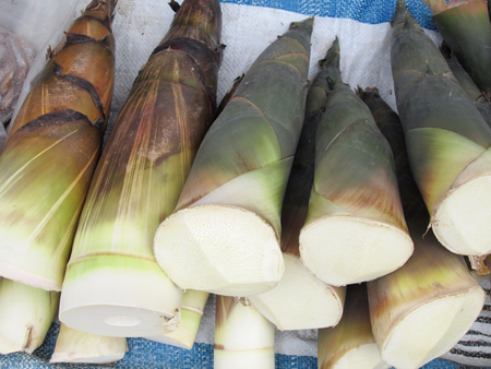 bamboo shootの写真素材