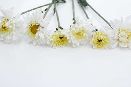 white flowersの写真素材