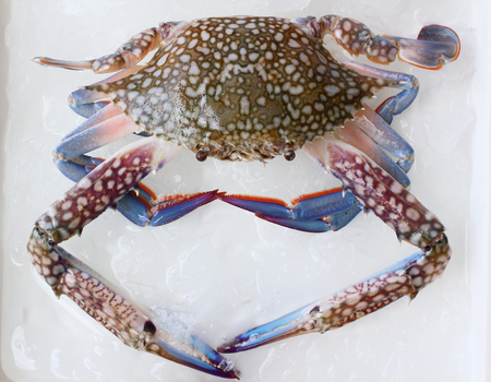 Crab isolatedの写真素材