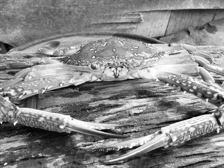 Crabsの写真素材