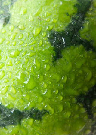 Water drop on watermelonの写真素材