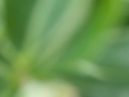 blurred natural green backgroundの写真素材