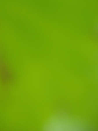 blurred natural green backgroundの写真素材