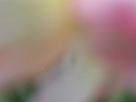 blurred flower backgroundの写真素材