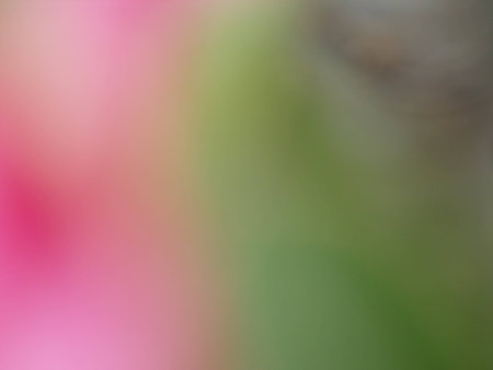 blurred flower backgroundの写真素材