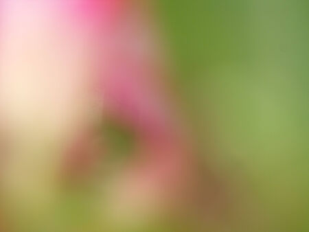 blurred flower backgroundの写真素材