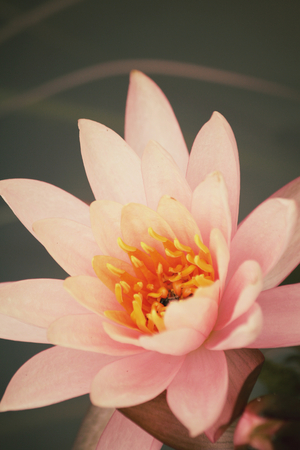  lotus flowerの写真素材