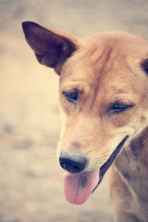 dog lookingの写真素材