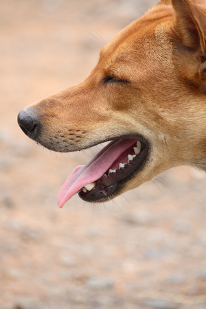 dog lookingの写真素材