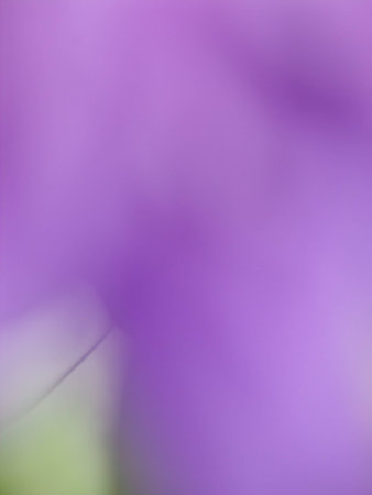 blurred flower backgroundの写真素材
