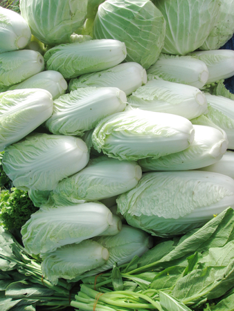 chinese cabbageの写真素材