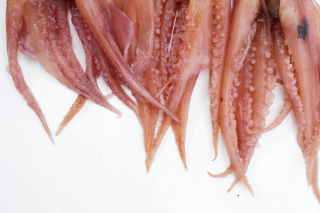 squidの写真素材