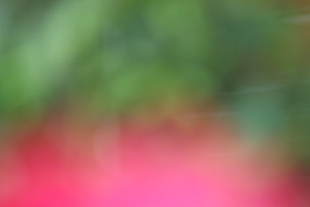 blurred flower backgroundの写真素材
