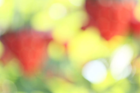 blurred flower backgroundの写真素材