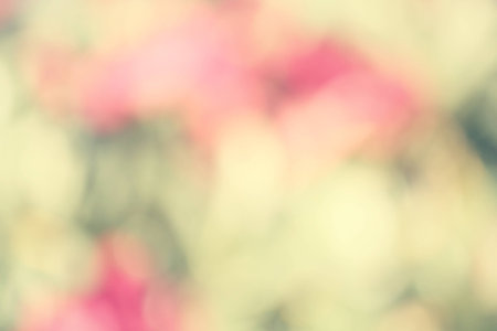 blurred flower backgroundの写真素材