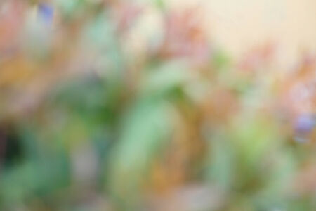 blurred leaves backgroundの写真素材