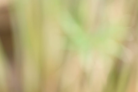 blurred nature backgroundの写真素材