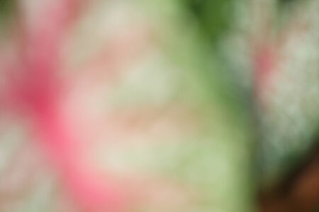 blurred nature backgroundの写真素材