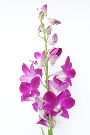 Pink orchid flowersの写真素材