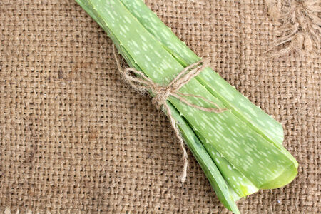Aloe vera.の写真素材