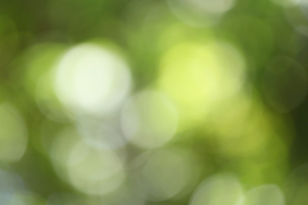 blurred forest background - natural bokehの写真素材