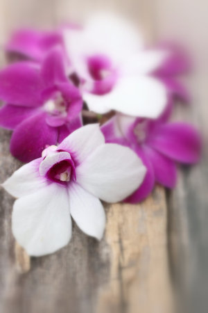 purple and white orchidの写真素材