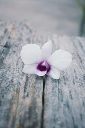 white orchidの写真素材