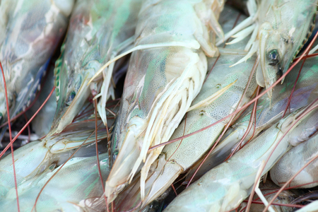 Fresh shrimpの写真素材