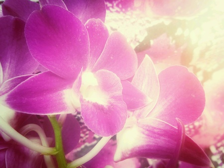 Purple orchid flowersの素材