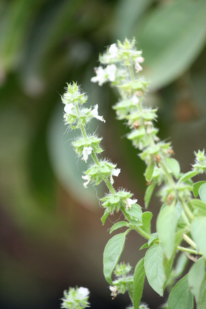 Holy basilの写真素材