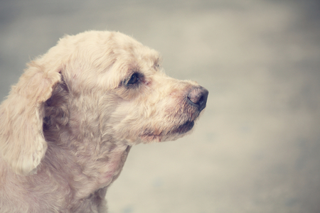 Dogの写真素材