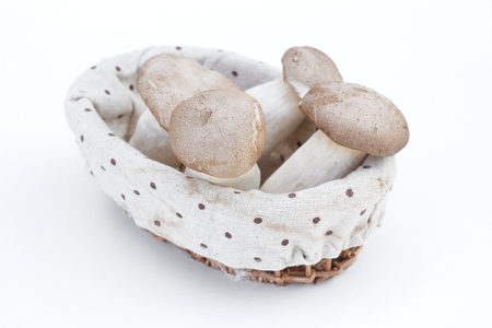 mushroomの写真素材