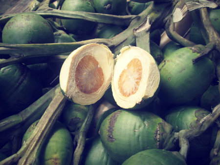 Betel palm