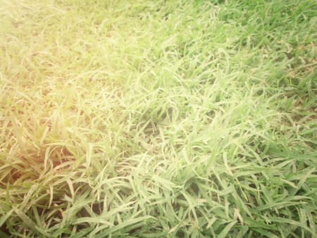 grass background の写真素材