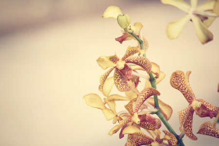 purple orchid flower 
