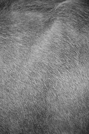 Background of cow fur.の写真素材