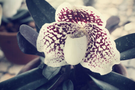 white orchid flowerの写真素材