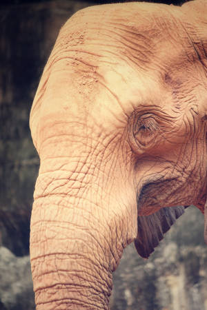 Elephantの写真素材