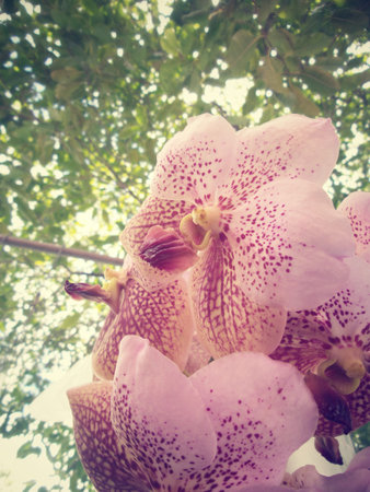pink orchid flowers