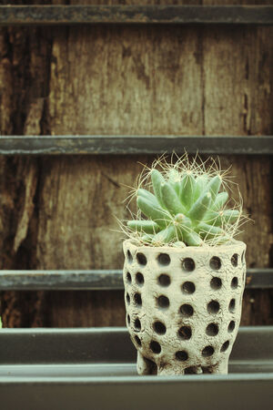 cactusの写真素材