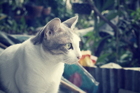 cat の写真素材