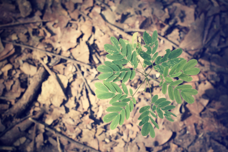 Plants on soilの写真素材