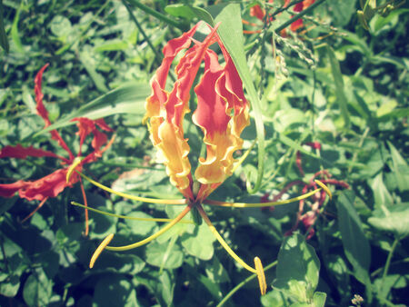 red flowersの写真素材