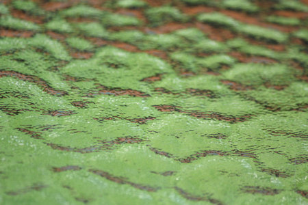 Frosted glassの写真素材