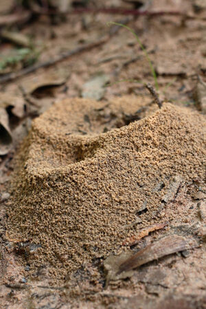 ants nestの写真素材