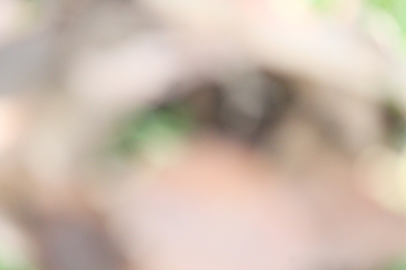 brown backgroundの写真素材